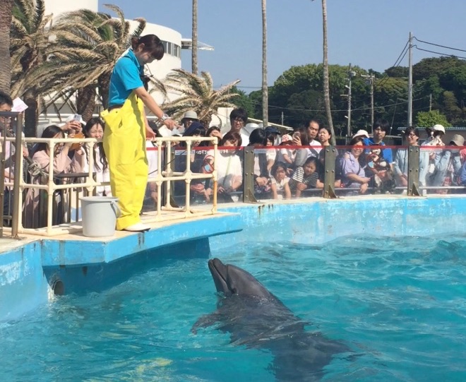 三崎・三浦｜みさきまぐろきっぷ混雑を避けるルート